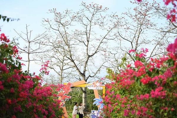 木棉花開(kāi) 山海「香」約  全國(guó)各地影友紛紛打卡昌江