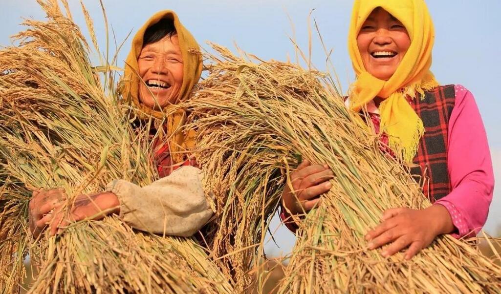 糧食產量連年穩(wěn)定在1.3萬億斤以上 中國飯碗牢牢端在自己手上