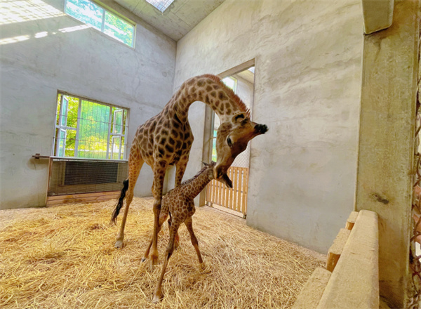 武漢野生動物王國長頸鹿家族再添新成員