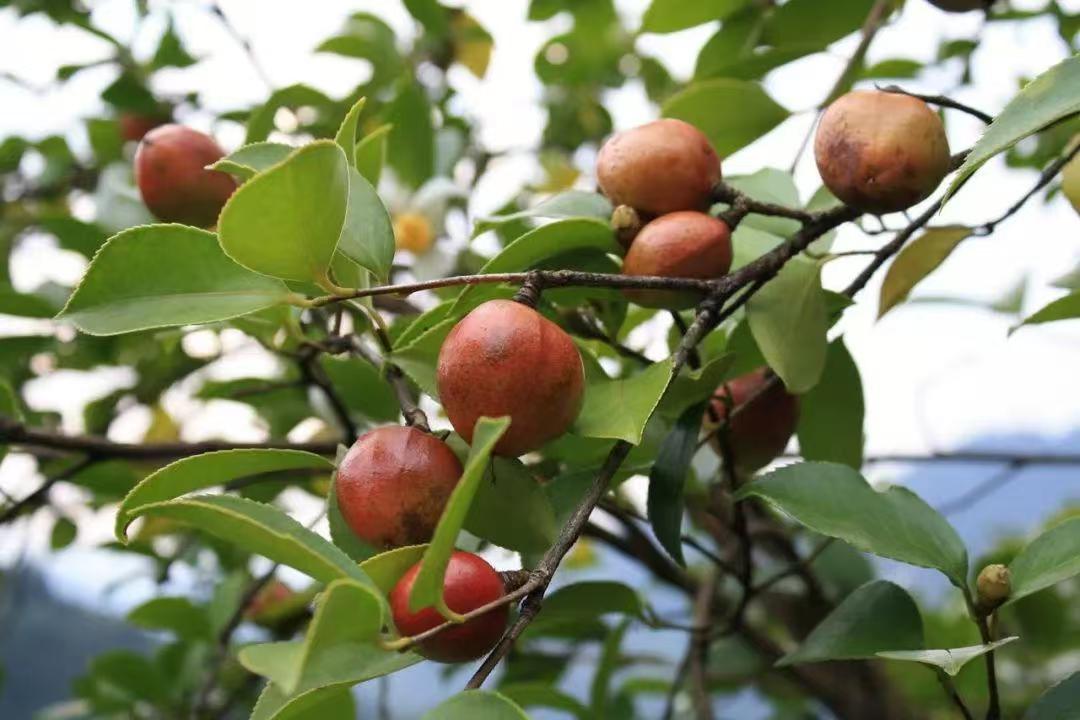 皖祁門祁紅鄉：壯大特色產業  賦能鄉村振興